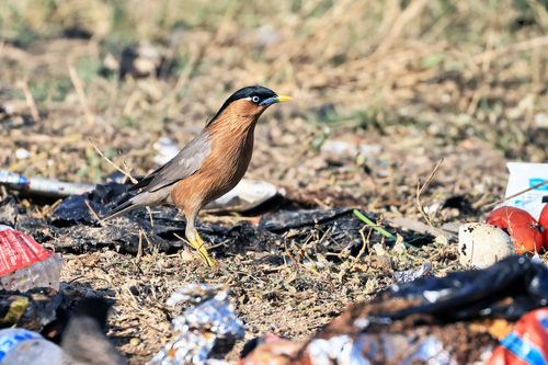 Brahminy Starling (Sturnia pagodarum), photo 10