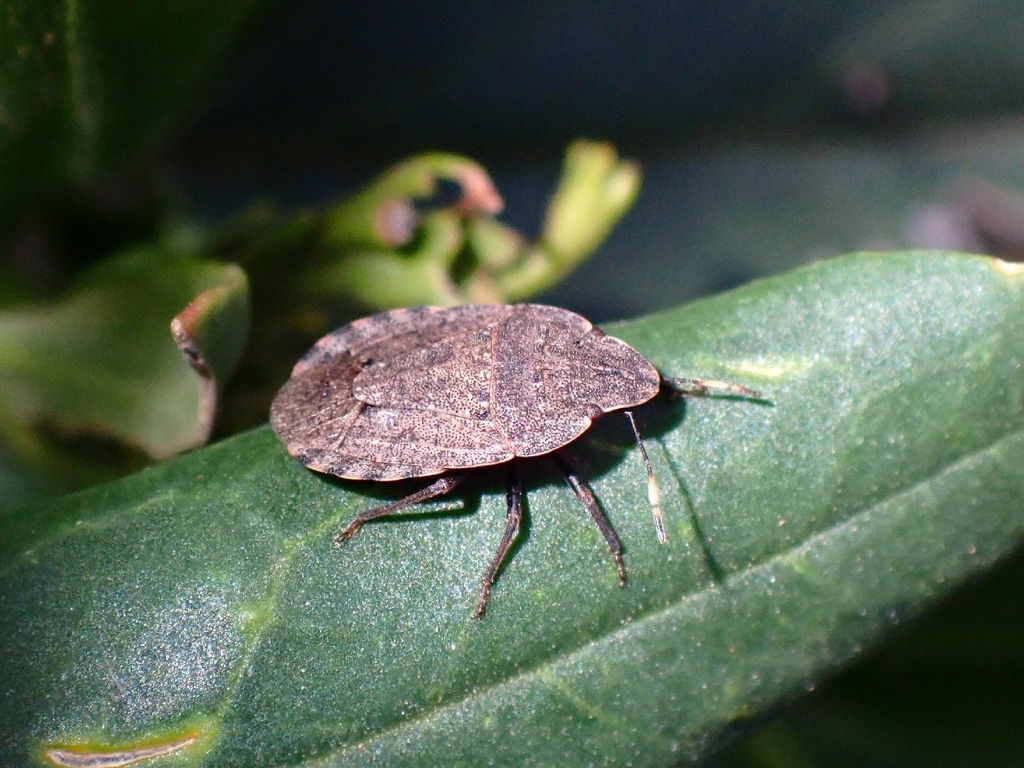 Sciocoris angularis