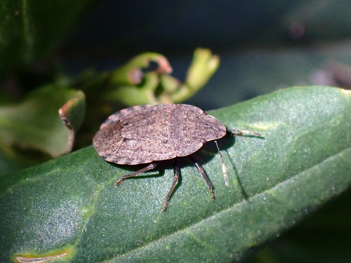 Sciocoris angularis