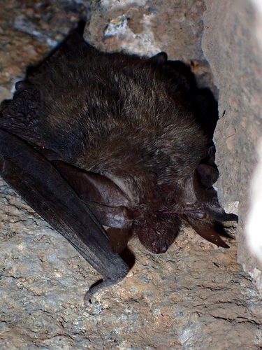 Canary Big-eared Bat