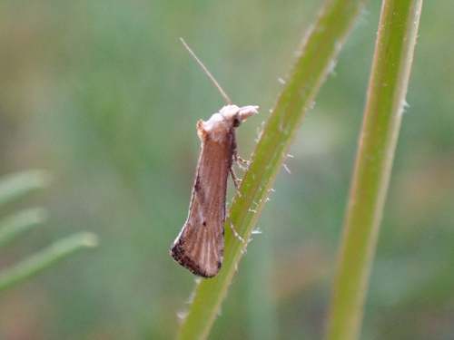 Cochylide décolorée