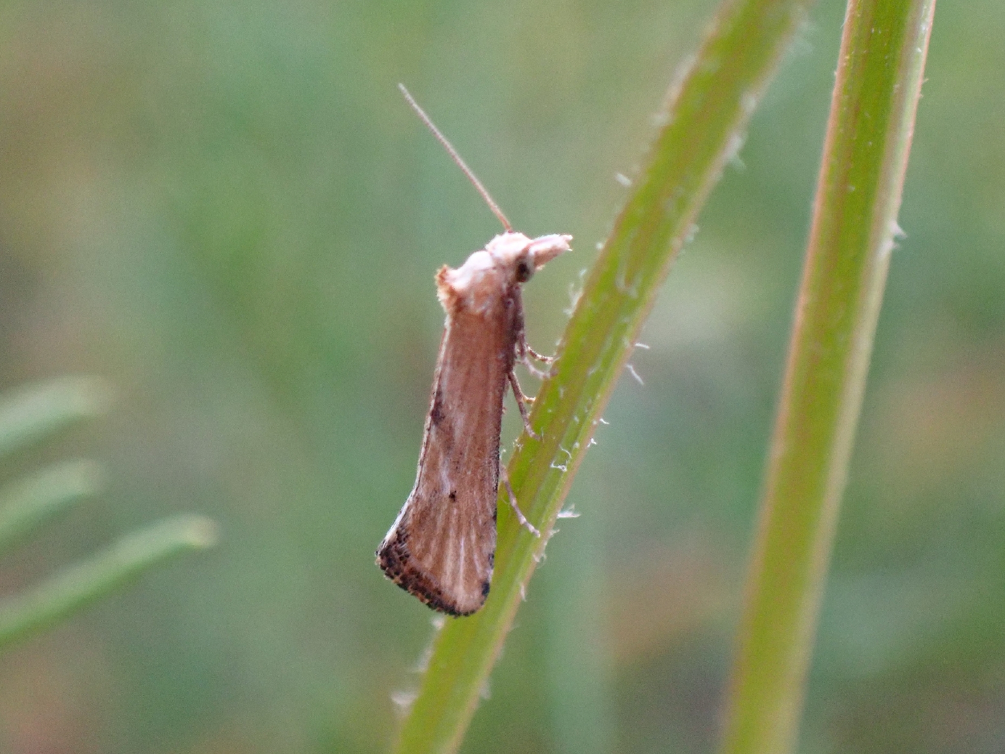 Cochylimorpha decolorella