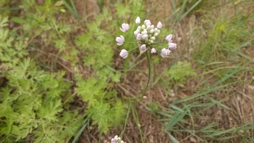 Allium anisopodium