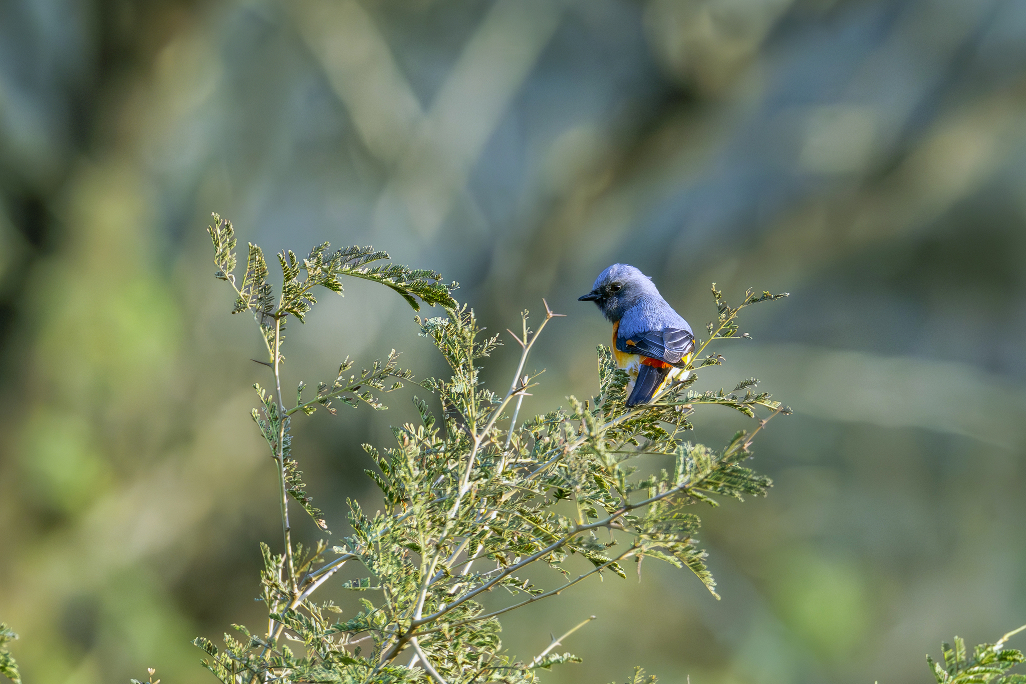 Small Minivet (Pericrocotus cinnamomeus), photo 9