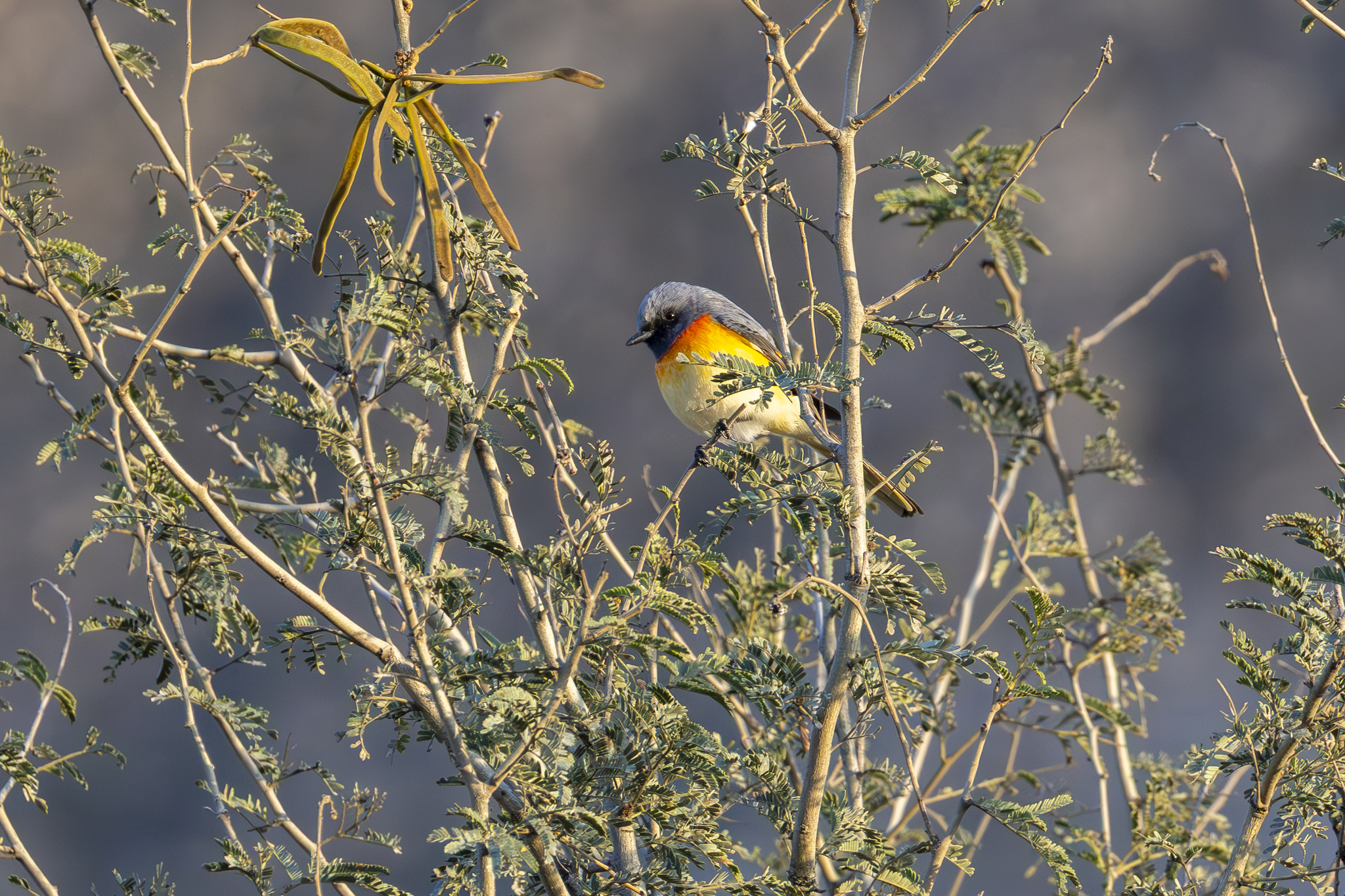 Small Minivet (Pericrocotus cinnamomeus), photo 10