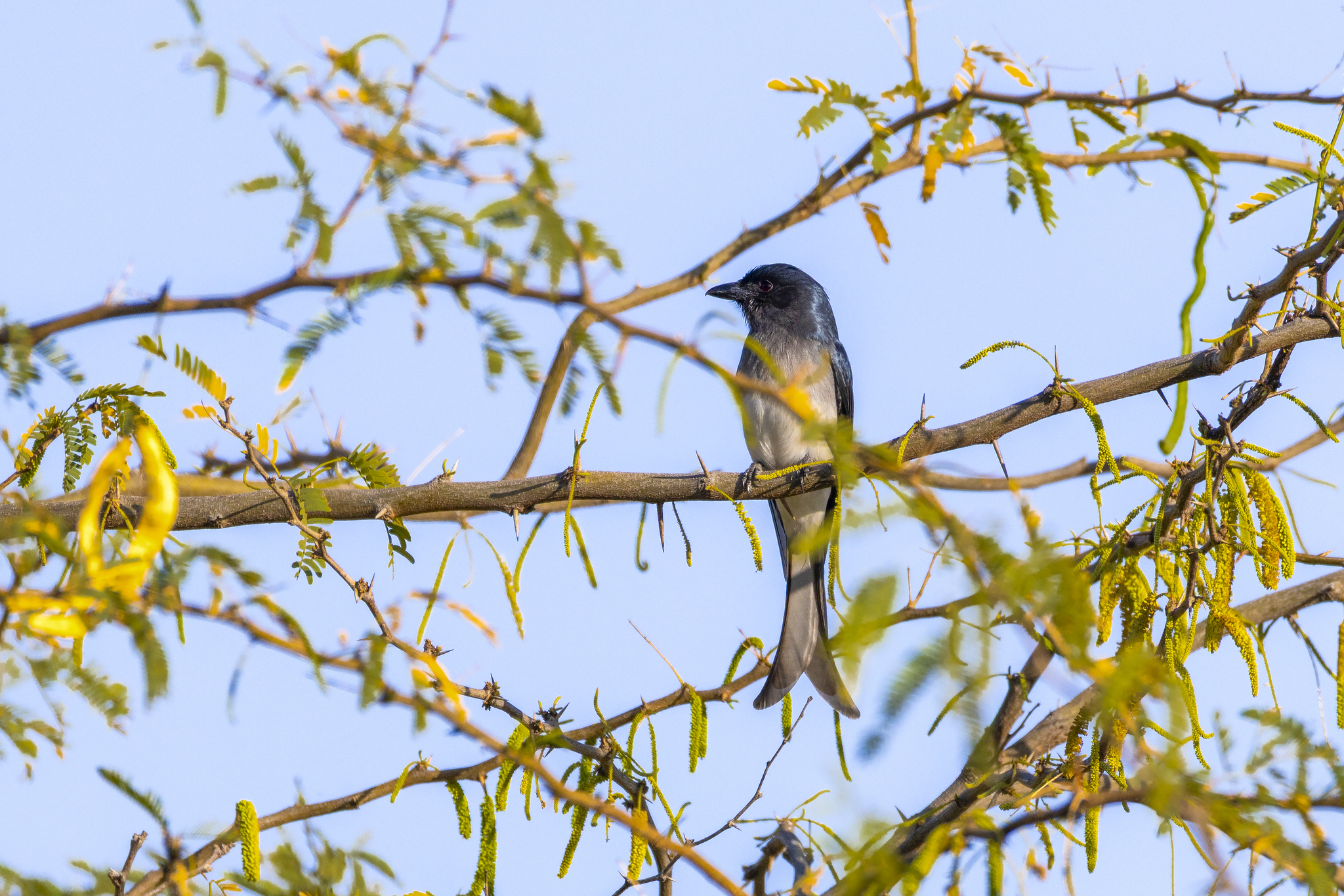 White-bellied Drongo (Dicrurus caerulescens), photo 8