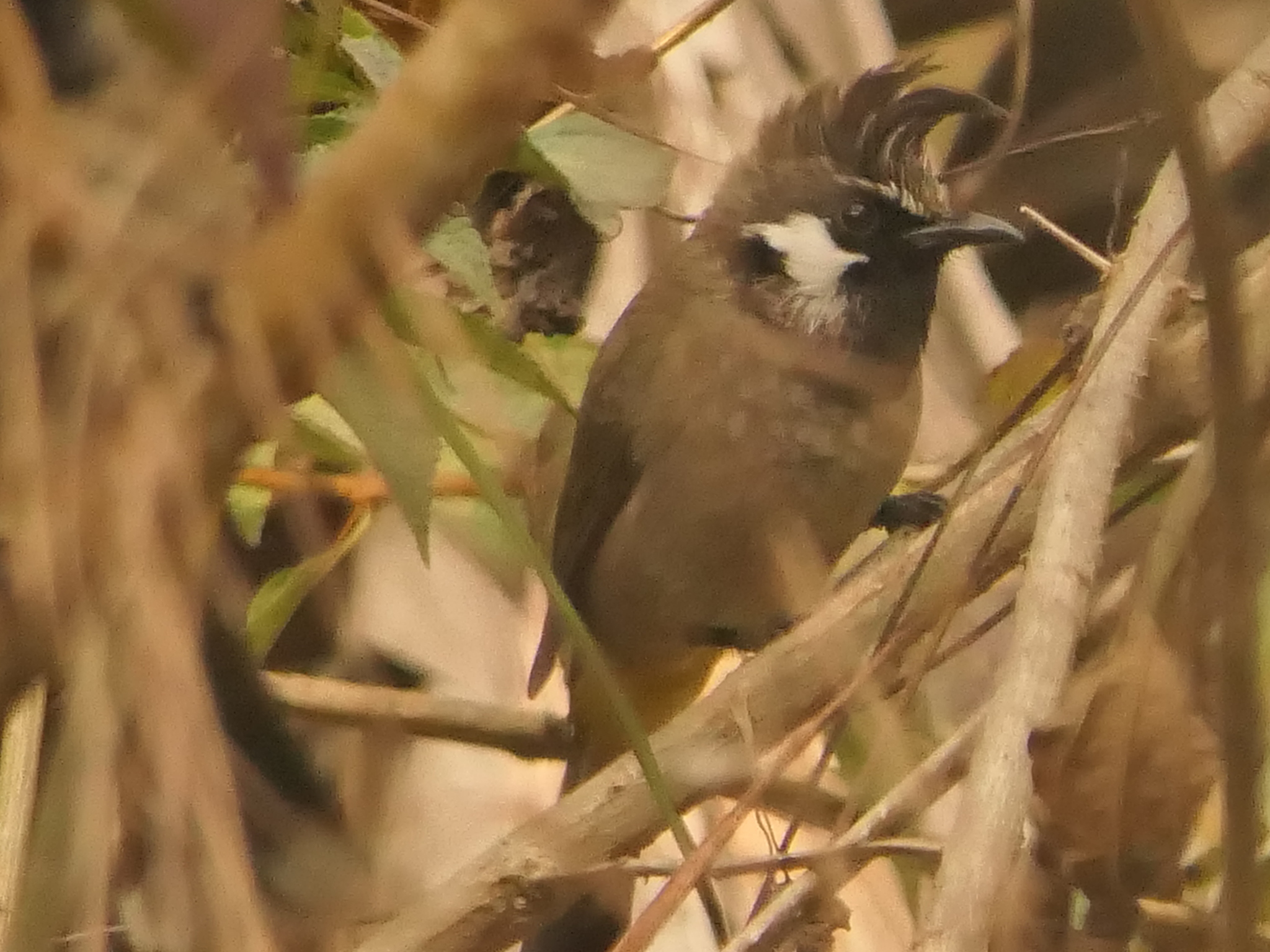 Himalayan Bulbul (Pycnonotus leucogenys), photo 4