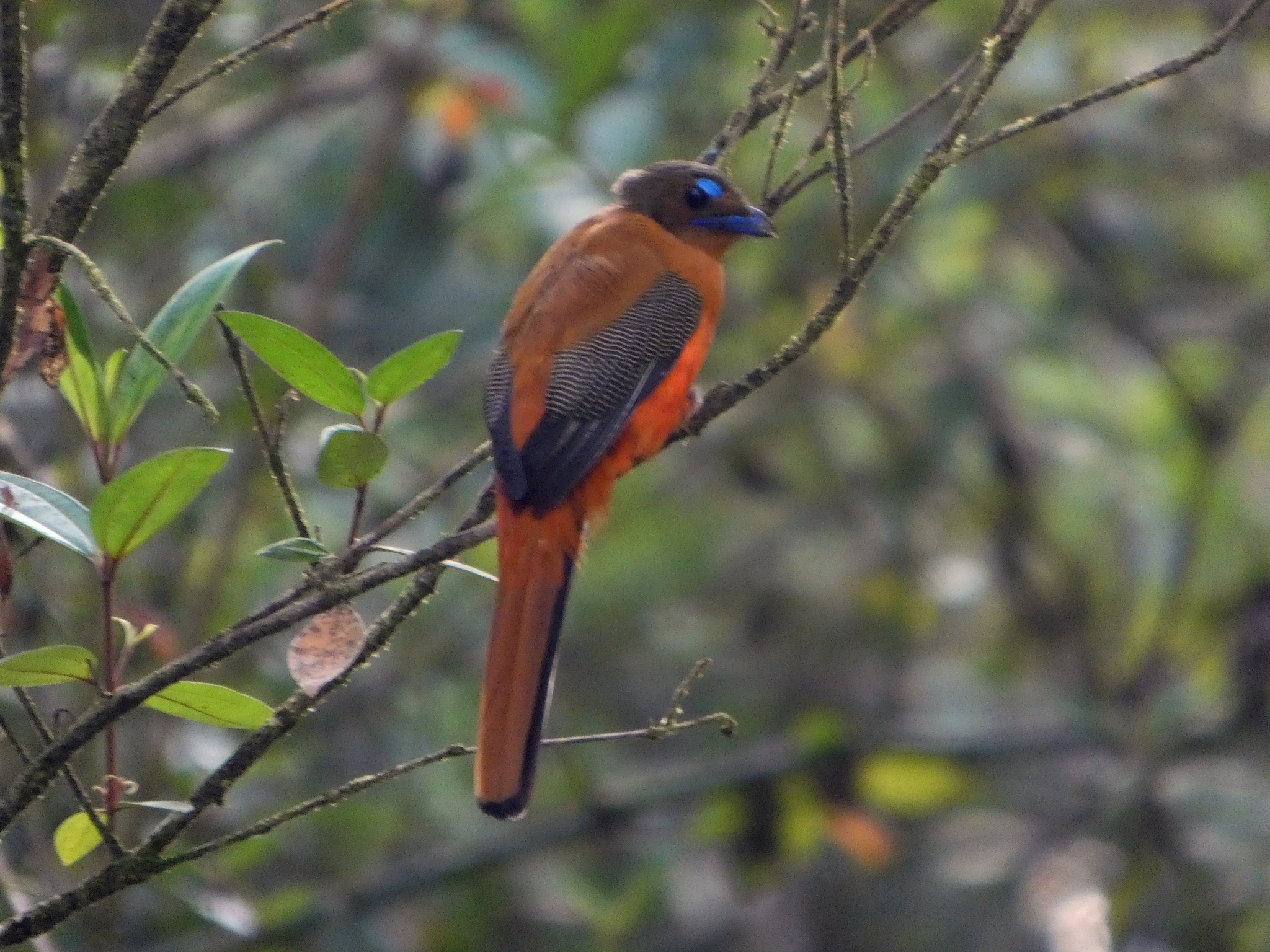 Scarlet-rumped Trogon (Harpactes duvaucelii), photo 4