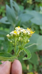 Alloispermum integrifolium