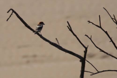 Woodchat Shrike (Lanius senator), photo 1
