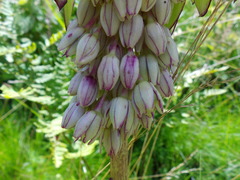 Eucomis bicolor