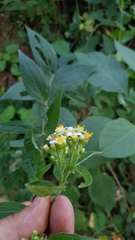 Alloispermum integrifolium
