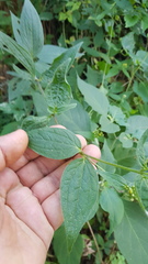 Alloispermum integrifolium