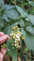 Alloispermum integrifolium
