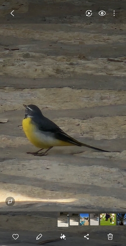 Grey Wagtail