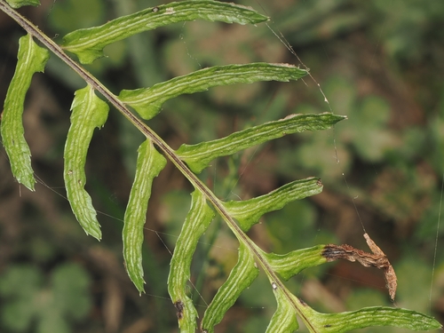 Mokimoki (Blechnum molle)