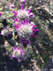 Dalea pulchra