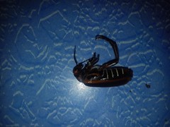 Pyrota tenuicostatis