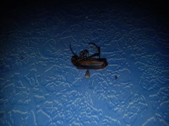 Pyrota tenuicostatis