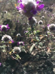 Dalea pulchra