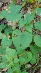 Dioscorea convolvulacea