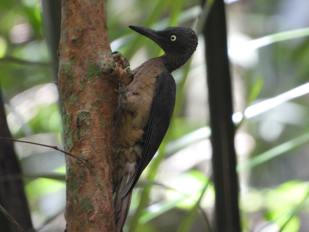 Ashy Woodpecker (Mulleripicus fulvus)