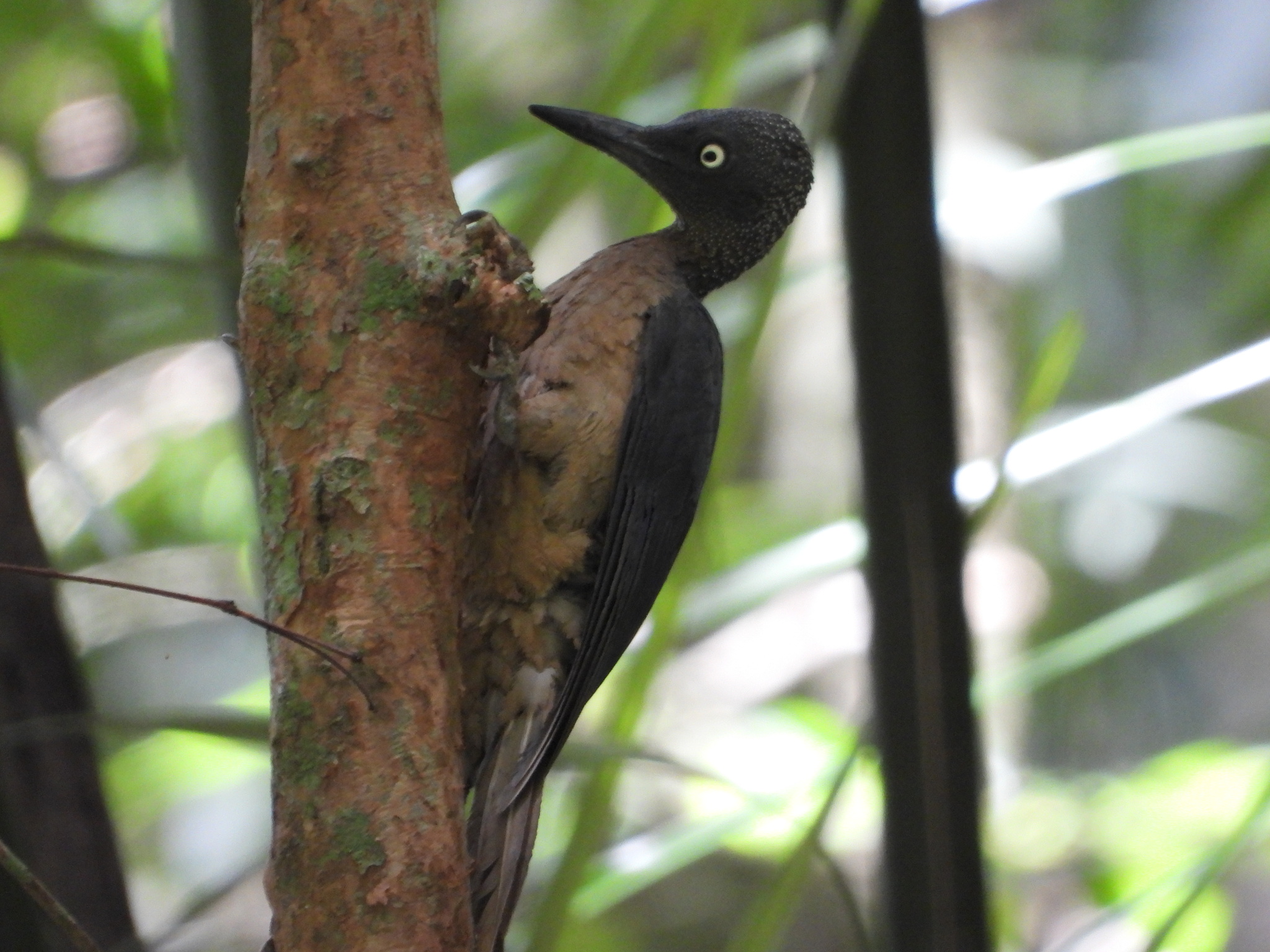 Ashy Woodpecker (Mulleripicus fulvus), photo 1