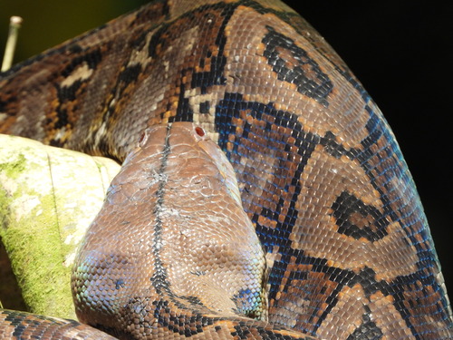 Reticulated Python