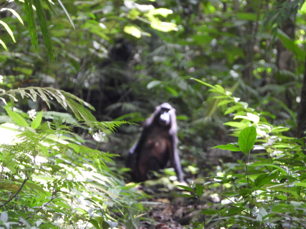 Heck's Macaque