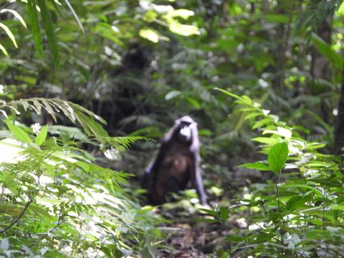 Heck's Macaque