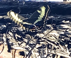 Papilio ophidicephalus