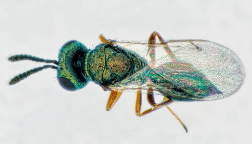 Wasp