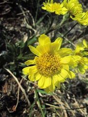 Tephroseris integrifolia atropurpurea