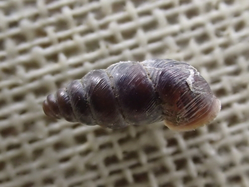 Chondrina avenacea