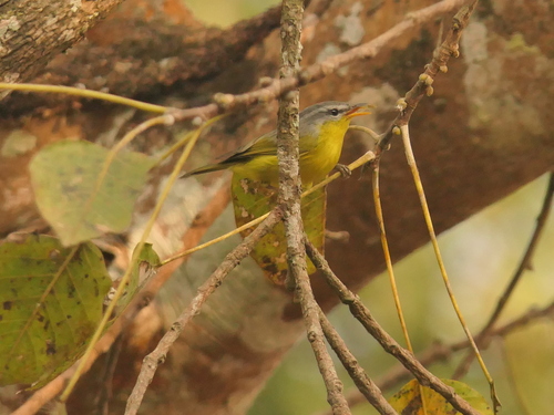 Grey-hooded Warbler (Phylloscopus xanthoschistos), photo 9