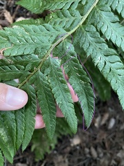 Polystichum dudleyi