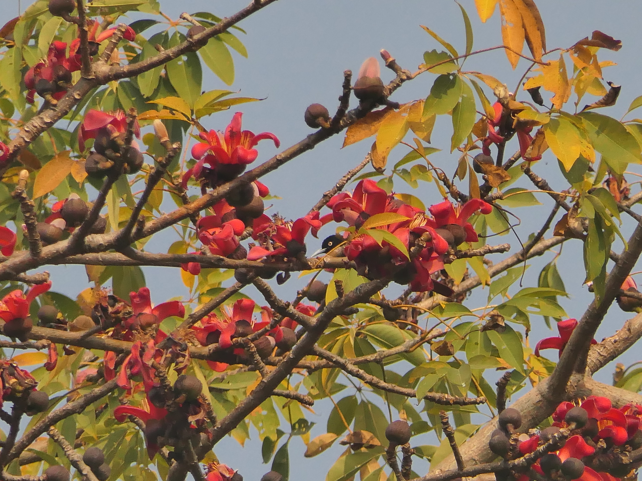 Maroon Oriole (Oriolus traillii), photo 5