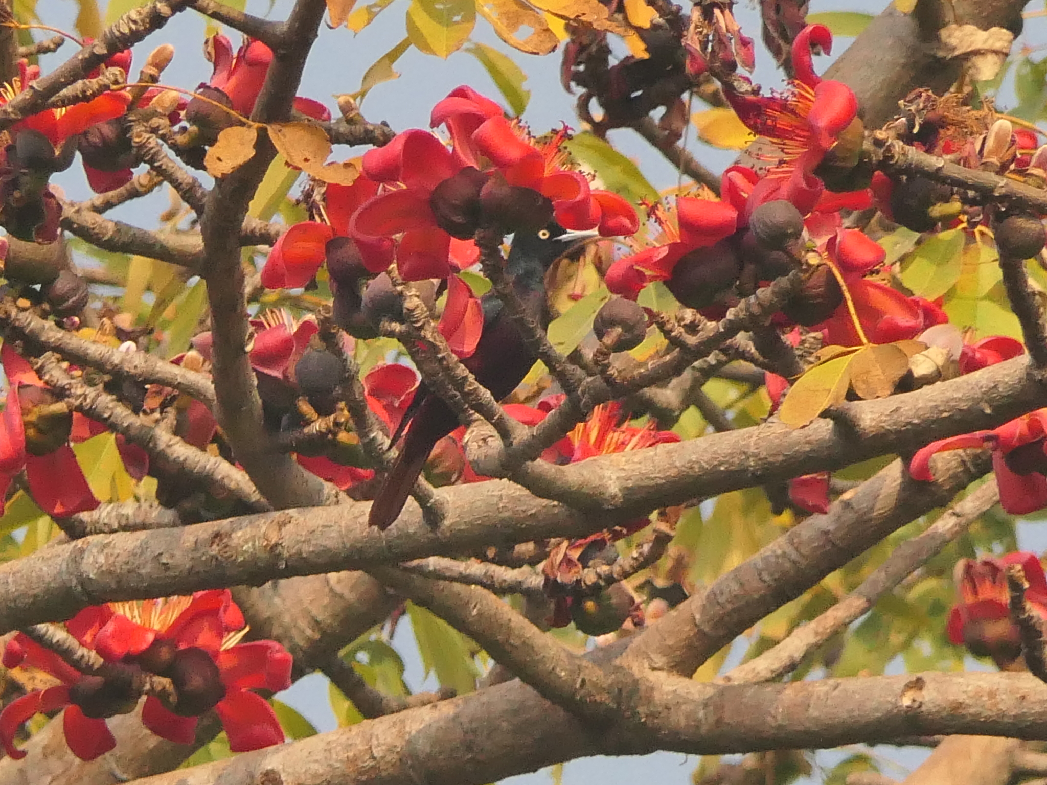 Maroon Oriole (Oriolus traillii), photo 4