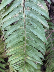 Polystichum dudleyi