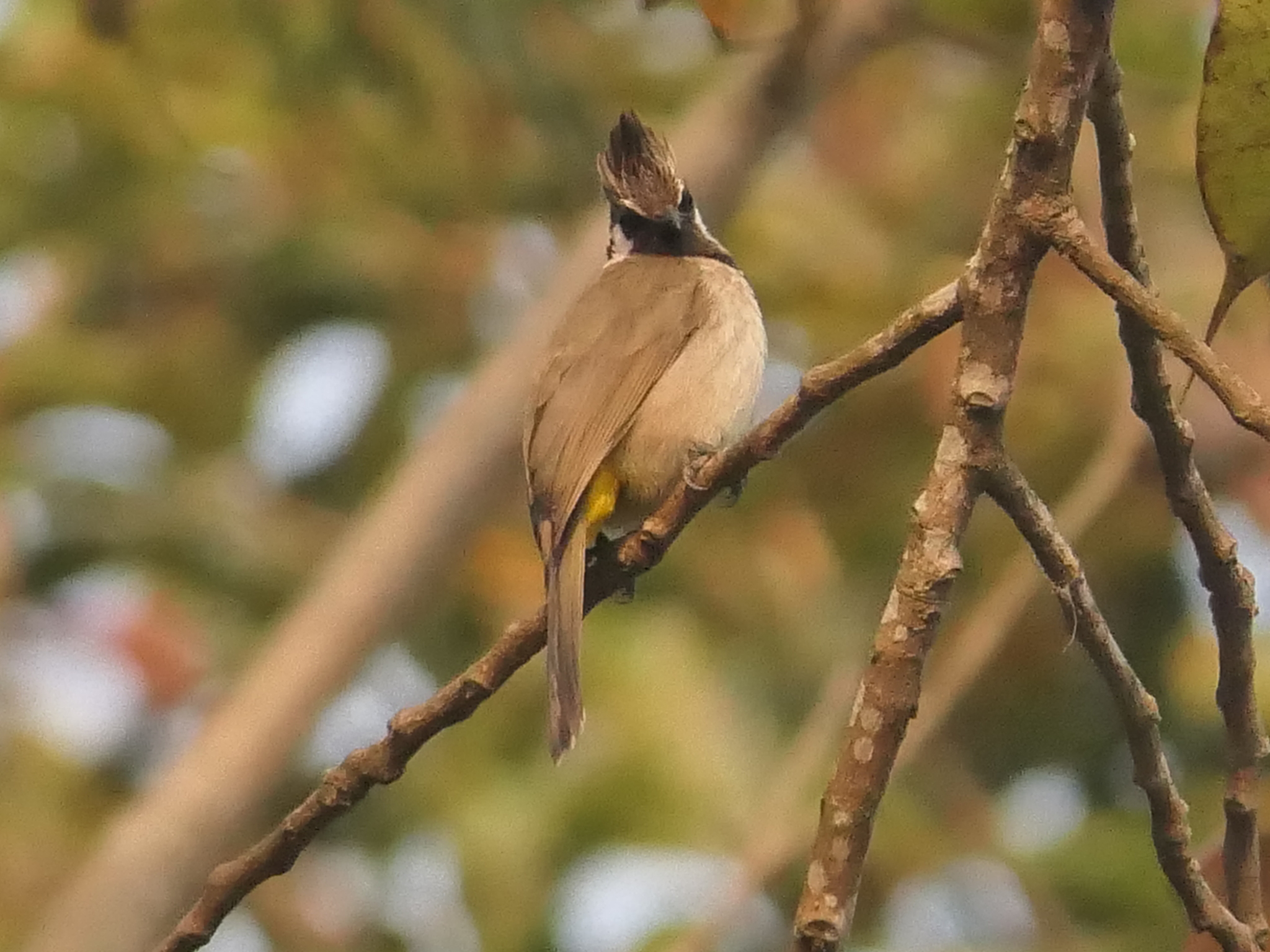 Himalayan Bulbul (Pycnonotus leucogenys), photo 5