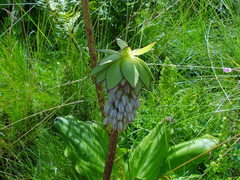 Eucomis bicolor