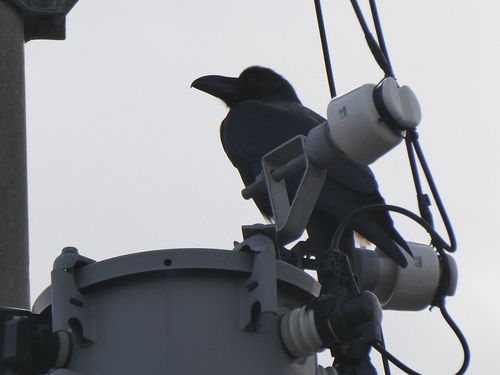 Japanese Crow