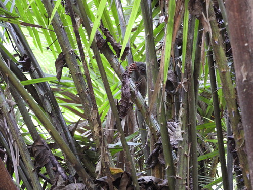 Tarsius spectrumgurskyae