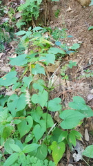 Dioscorea convolvulacea