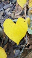 Dioscorea convolvulacea