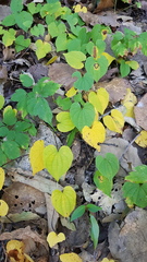 Dioscorea convolvulacea