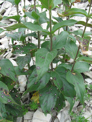 Ascochyta asclepiadearum