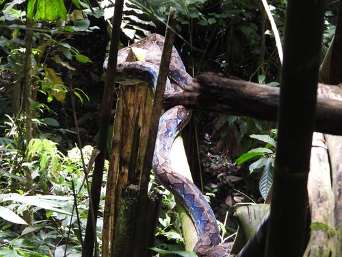 Reticulated Python