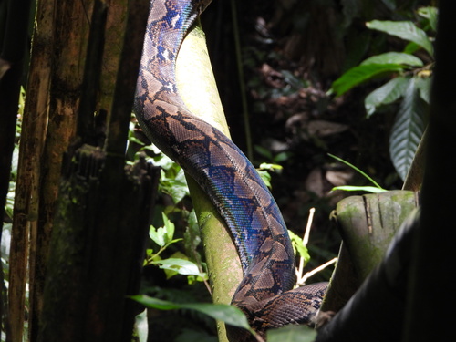 Reticulated Python