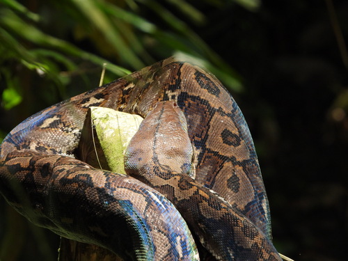 Malayopython reticulatus